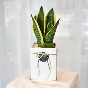 사무실 책상 공기정화식물 산세베리아