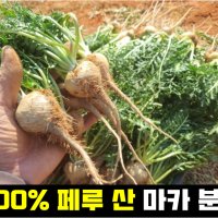 남자정력에좋은음식 마카분말 남성호르몬 아버지생신선물 자양강장제 남친선물 무기력증극복