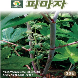 피마자 아주까리 씨 씨앗 종자 30립