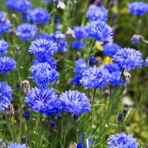 [모야모 꽃씨] 수레국화 블루 중간키왜성종 씨앗 600립(대용량)