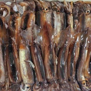 동해안 활 급냉 통찜 오징어 1kg 귀오징어