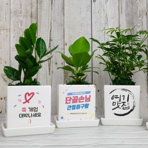실내공기정화식물 승진축하화분 영전 생일 플랜테리어