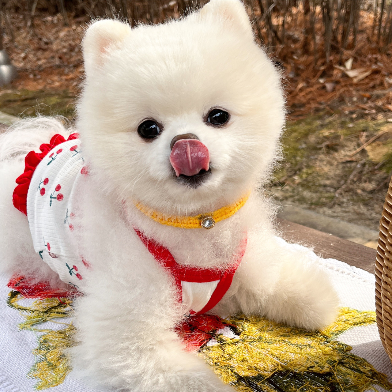 강아지목걸이 유치원 원석 손뜨개 고양이스카프 유힐펫
