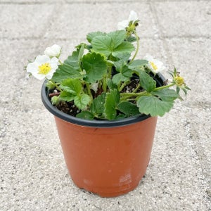 딸기모종 딸기키우기 소품크기 식목일행사