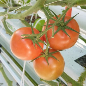 찰 완숙 토마토2kg 5kg