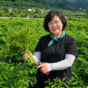 자연산 여름두릅 참두릅 엄나무순 개두릅 원순 겹순