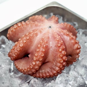 자숙문어 8kg 냉동 손질 숙회 무침