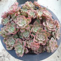 [수암다육] 노블 단품 Echeveria ’Noble’ 다육 아프리카식물 다육식물 수입다육 플랜테리어 219