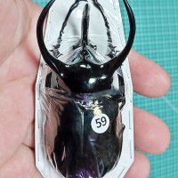 아틀라스 장수풍뎅이 +95mm 표본 원명 아종 Chalcosoma atlas atlas 곤충표본 칼코소마 키론 케이론 장수풍뎅이 #원아종