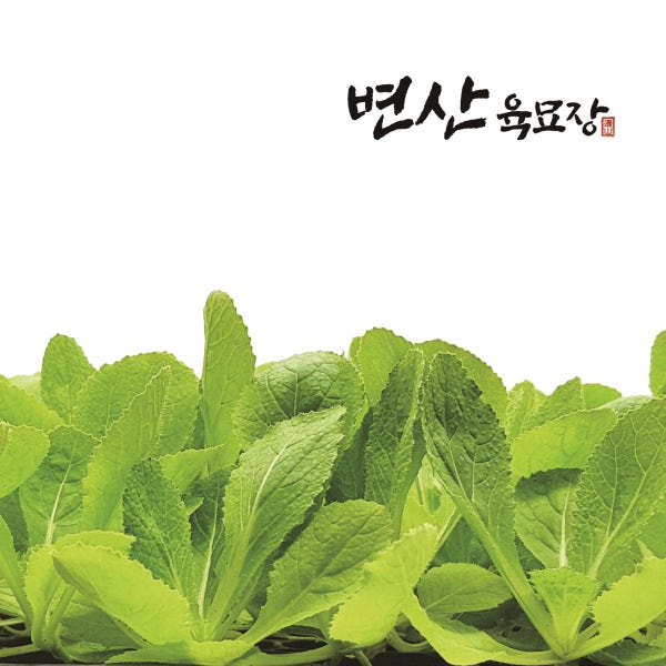 가을 김장 배추 모종 2개 황금 항암