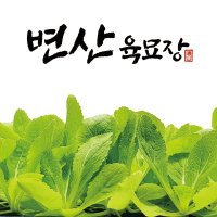 배추 모종 여름 김장 텃밭 쌈 채소