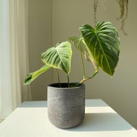 필로덴드론 베멜하 Philodendron Splendid