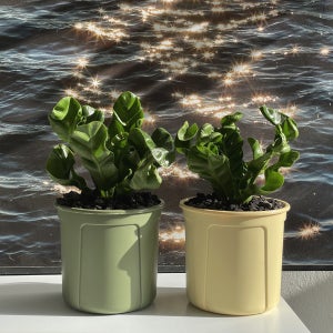 풀집 코브라아비스 고사리키우기 공기정화식물 키우기쉬운식물