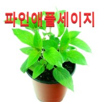 (성실농원A)파인애플세이지 화분(소)2개 허브식물