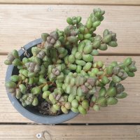 [수암다육] 엘레강스 랜덤발송 Crassula elegans 다육 다육이 다육식물 반려식물 국민다육 349