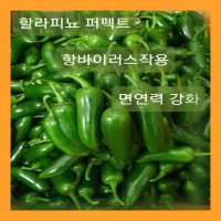 가락시장 당일 경매 생 할라피뇨 퍼펙트 고추 3kg