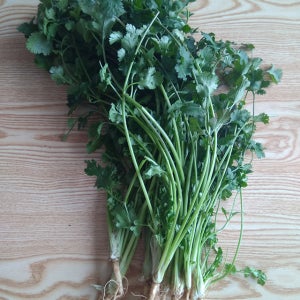 고수 향신료/코리엔더/고수나물 생잎 1kg