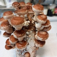표고버섯 집에서 버섯기르기 키트 어린이체험 관찰학습 재배 2개