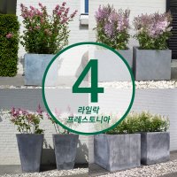 라일락 프레스토니아 4종 C3포트 - 향수라일락 왜성라일락 포인트조경수 신품종 향기꽃