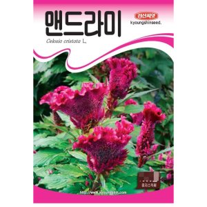 맨드라미꽃씨앗 1000립 경신종묘
