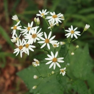습한곳에서 잘 자라는 독특한 향기 상큼한 맛 취나물 씨앗 150g