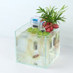 플랜츠 클립 베타 키우기 풀세트 디아망 15