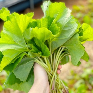 거창 머위 나물 머위잎 1kg