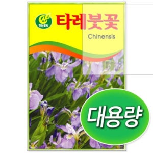 대용량 타레붓꽃 씨앗 300g
