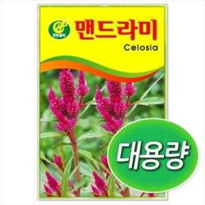 대용량 맨드라미 씨앗 300g