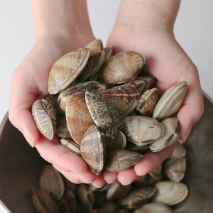 국산 제철 활바지락 생물 조개 왕 해감 바지락