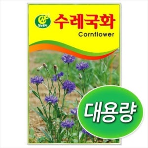 대용량 수레 국화 씨앗 300g