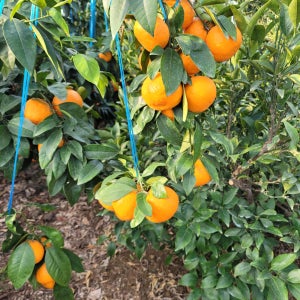 제주 서귀포 남진해 카라향 3kg,5kg,10kg