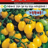 화분에서도 간단히 길러 먹는 맛있는 간편한 토마토 노랑 대추방울 토마토 30립