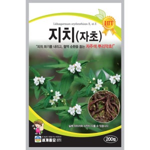 지치씨앗 자초종자 200립