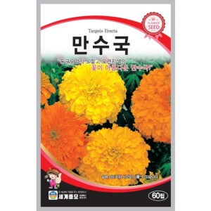 꽃 씨앗 만수국 60립