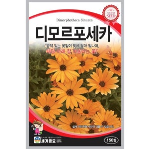 디모르포세카 꽃씨앗 150립