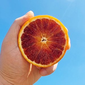오렌지와 자몽의 만남 제주 타로코 블러드오렌지 3kg 5kg 명품 디저트 과일