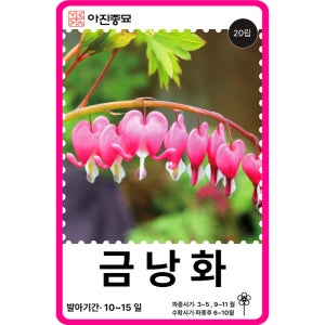 금낭화 씨앗 금낭화종자 20립 / 꽃씨 몰 고급꽃 종자 봄 가을 노지월동야생화