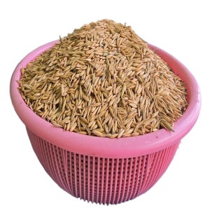 호밀 새싹 재배 씨앗 국내산 배란다 텃밭 새싹 키우기 3kg