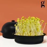 국산콩 집에서 콩나물 키우기 키트 재배기 세트