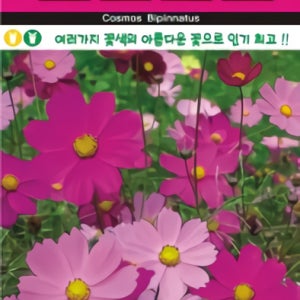 여러가지 꽃색의 아름다운 꽃으로 인기 좋은 코스모스 대용량 10L