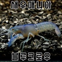 블루크로우 가재 (치가재,준성체,성체) / 파란 가재키우기 애완가재