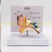 해부 모형 인체 동물 병원 과학 교육 실험이모형 장난감 귀구조 귀모델 해부교구 이비인후 테이블형 전시