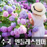 수국 엔들레스썸머 시리즈 [마크로필라수국] 신품종 썸머러브 / 퍼플