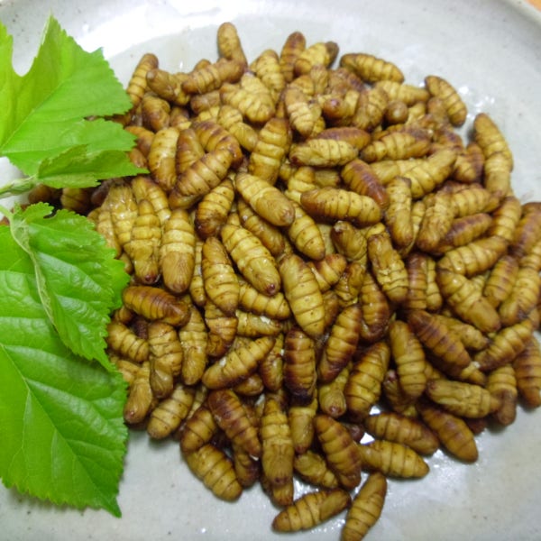 국산 번데기 1kg 영덕 명품 번데기 농장주 직배송 국내산 냉동번데기
