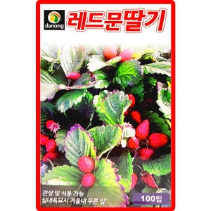 다농 레드문딸기 씨앗 100립 딸기씨 종자