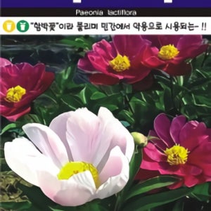 함박꽃이라 불리며 민간에서 약용으로 사용되는 작약 씨앗 100립