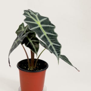 거북알로카시아 소형 모종 플랜테리어 알로카시아 실내공기정화식물 인테리어 식물