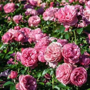 대성식물 덩굴 줄 장미 묘목 꽃 나무 조경수 정원수 유럽 독일 넝쿨 덩쿨 포트묘목