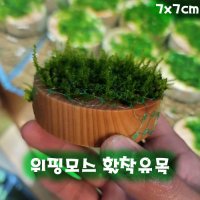 위핑모스 활착유목(편백나무) 음성수초